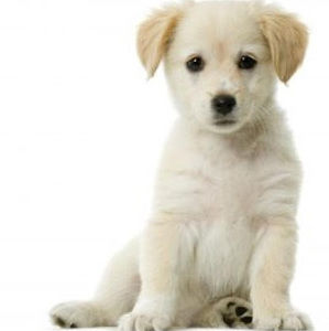 Meet your Posher, Spencer